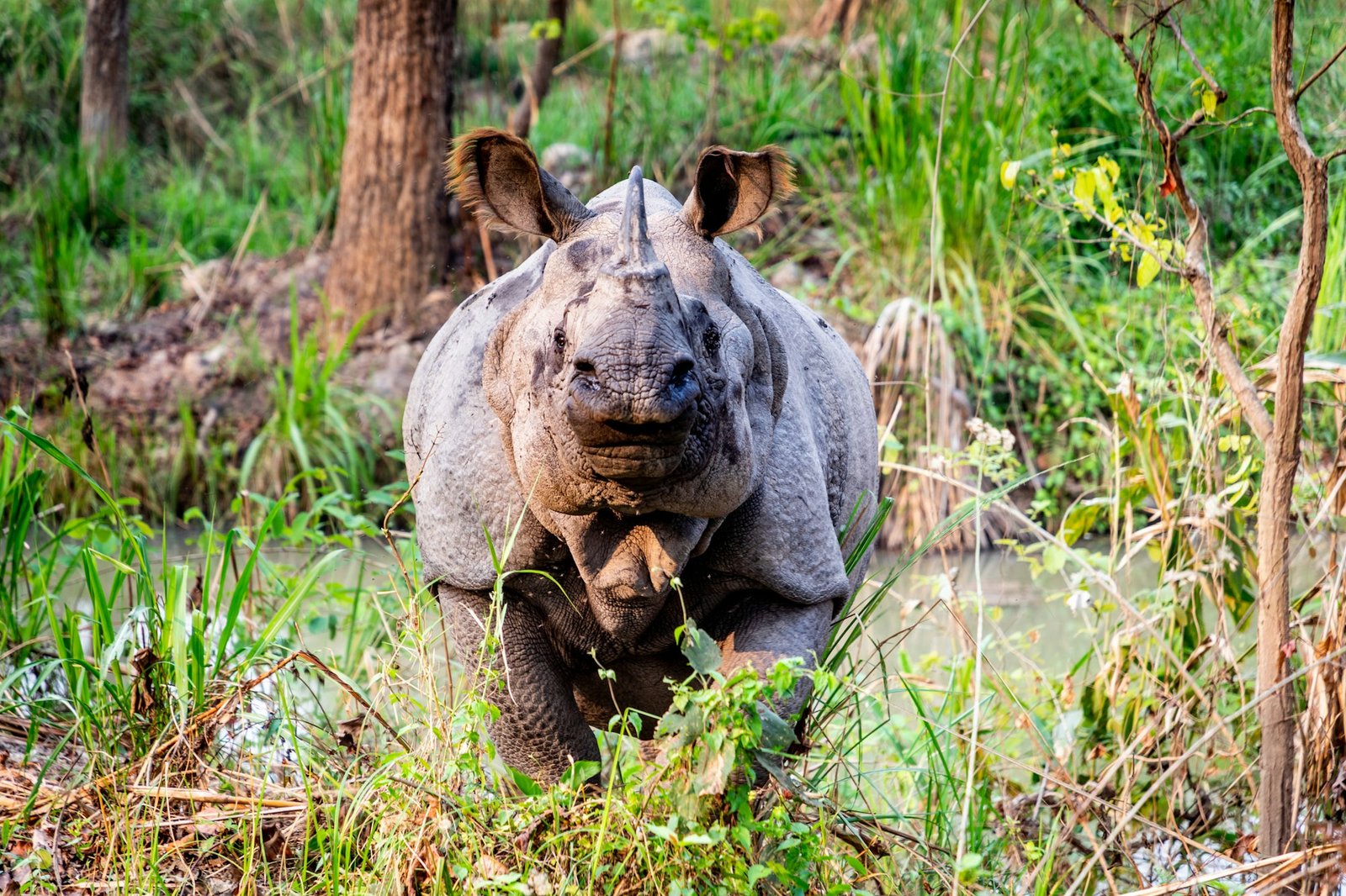 Chitwan wildlife — rhino at dawn