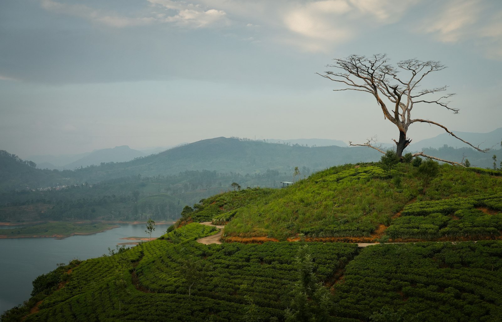 Hatton tea country at dusk