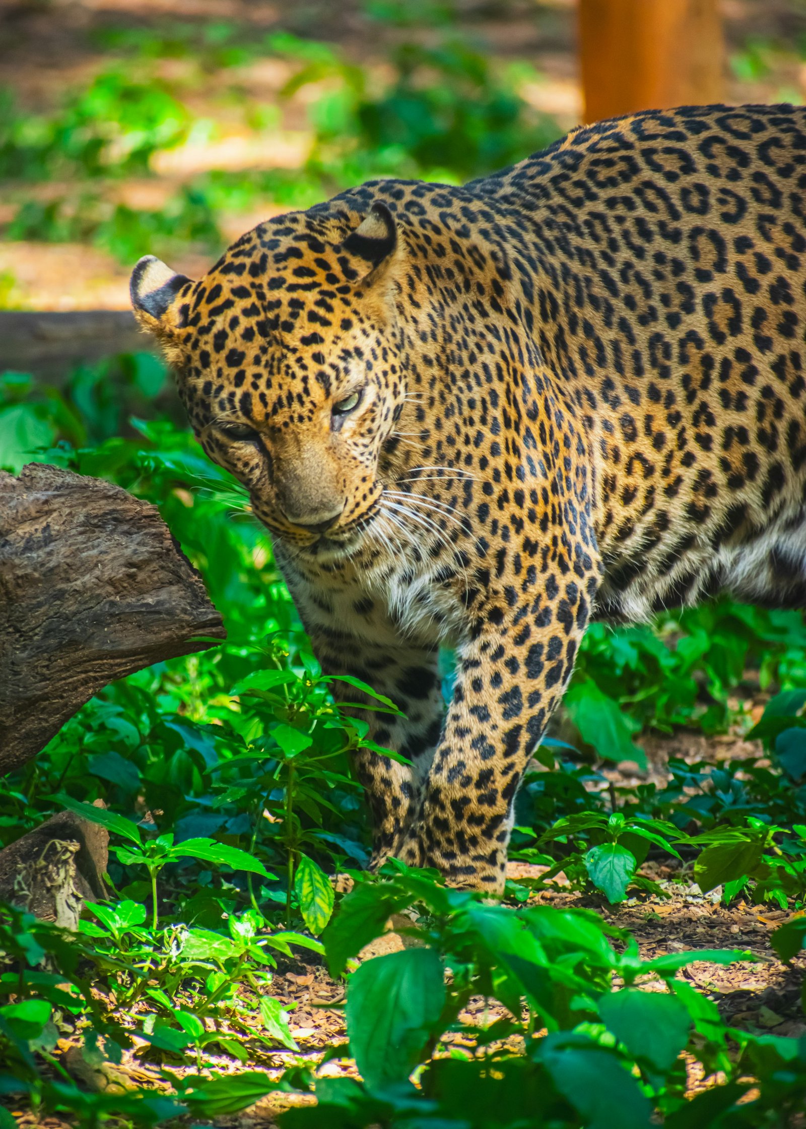 Sri Lankan leopard at Yala