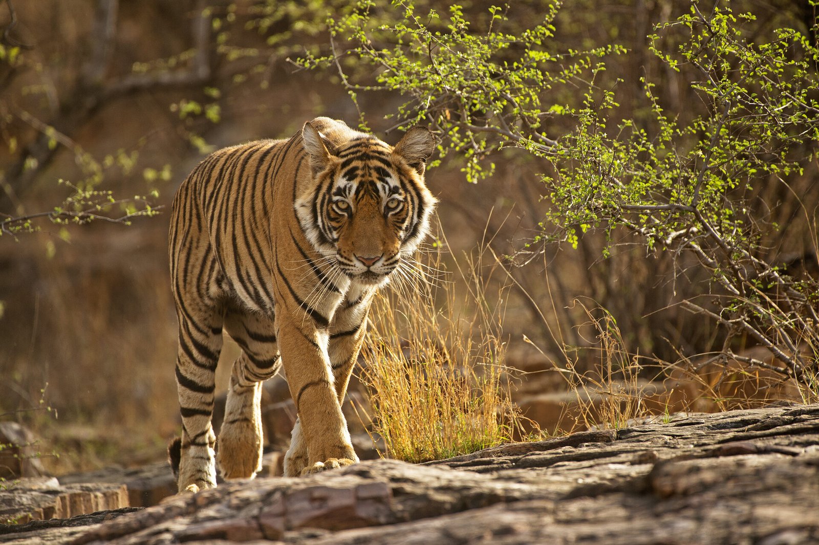 Wildlife & Tiger Safaris