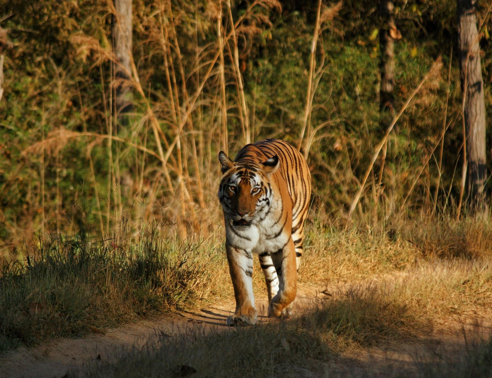 A wild Bengal tiger walking a forest trail in the golden light of dawn