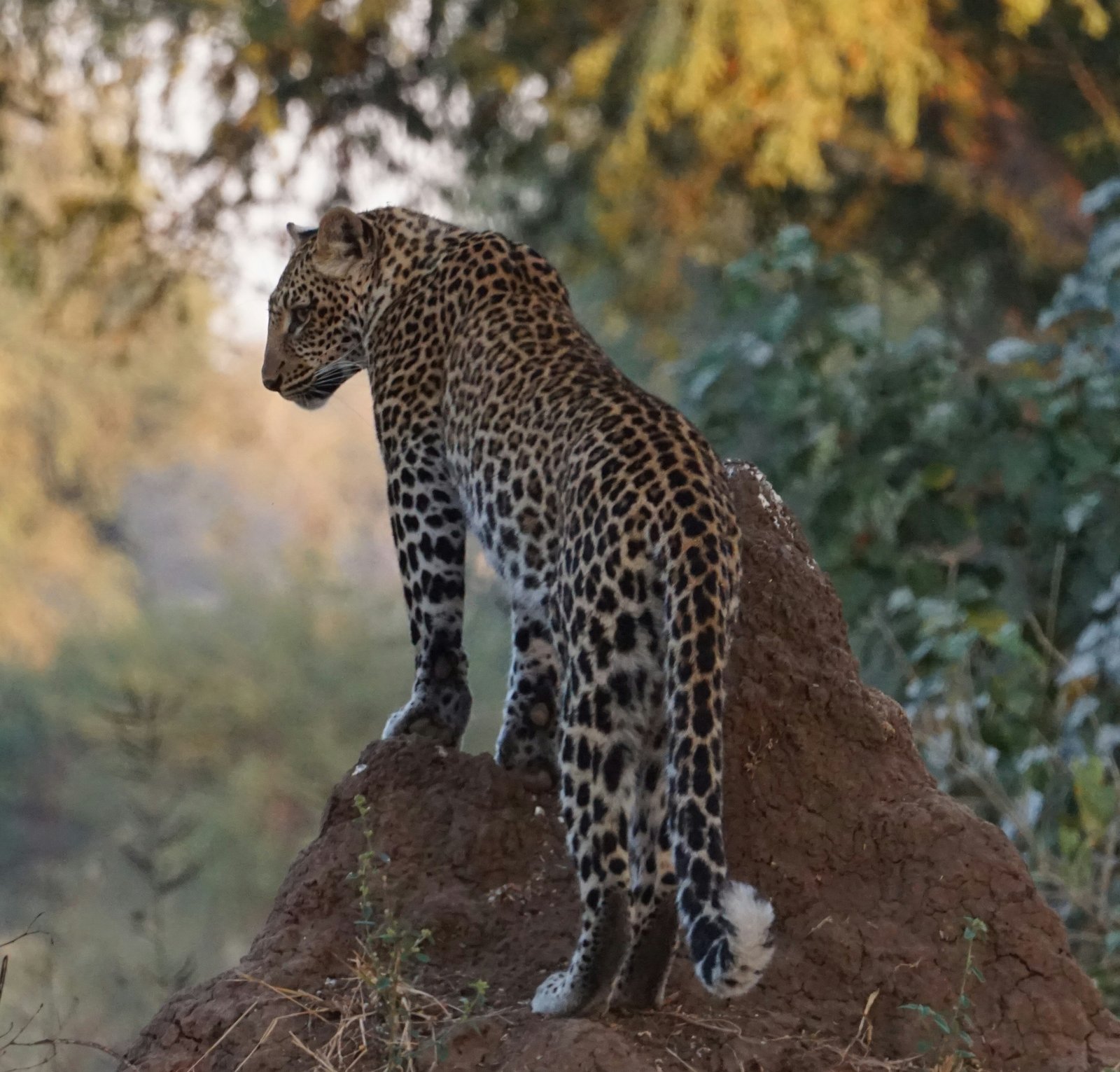 A wild leopard on a rocky outcrop in the golden light of evening