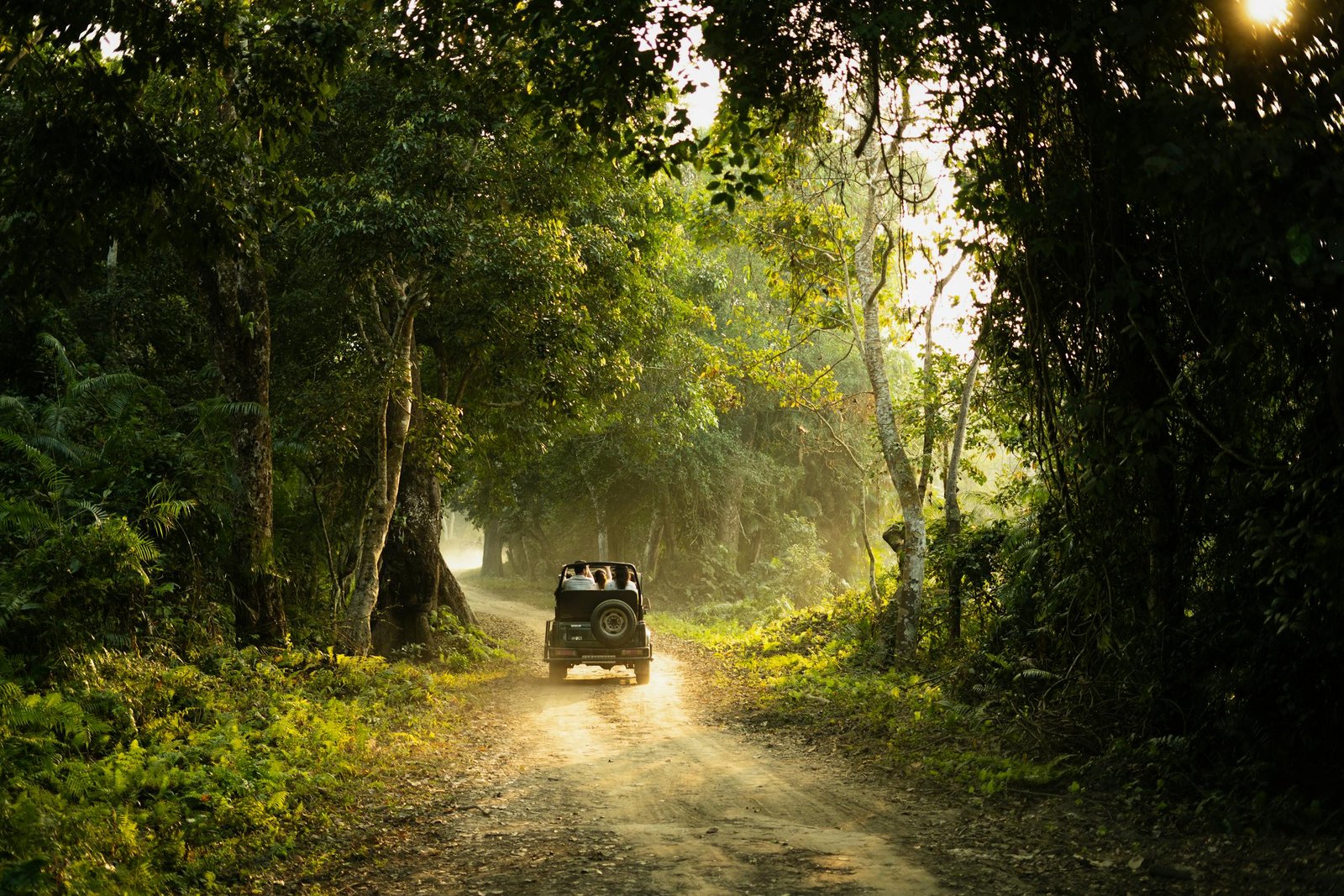 A safari vehicle on a misty forest track as light filters through the jungle canopy
