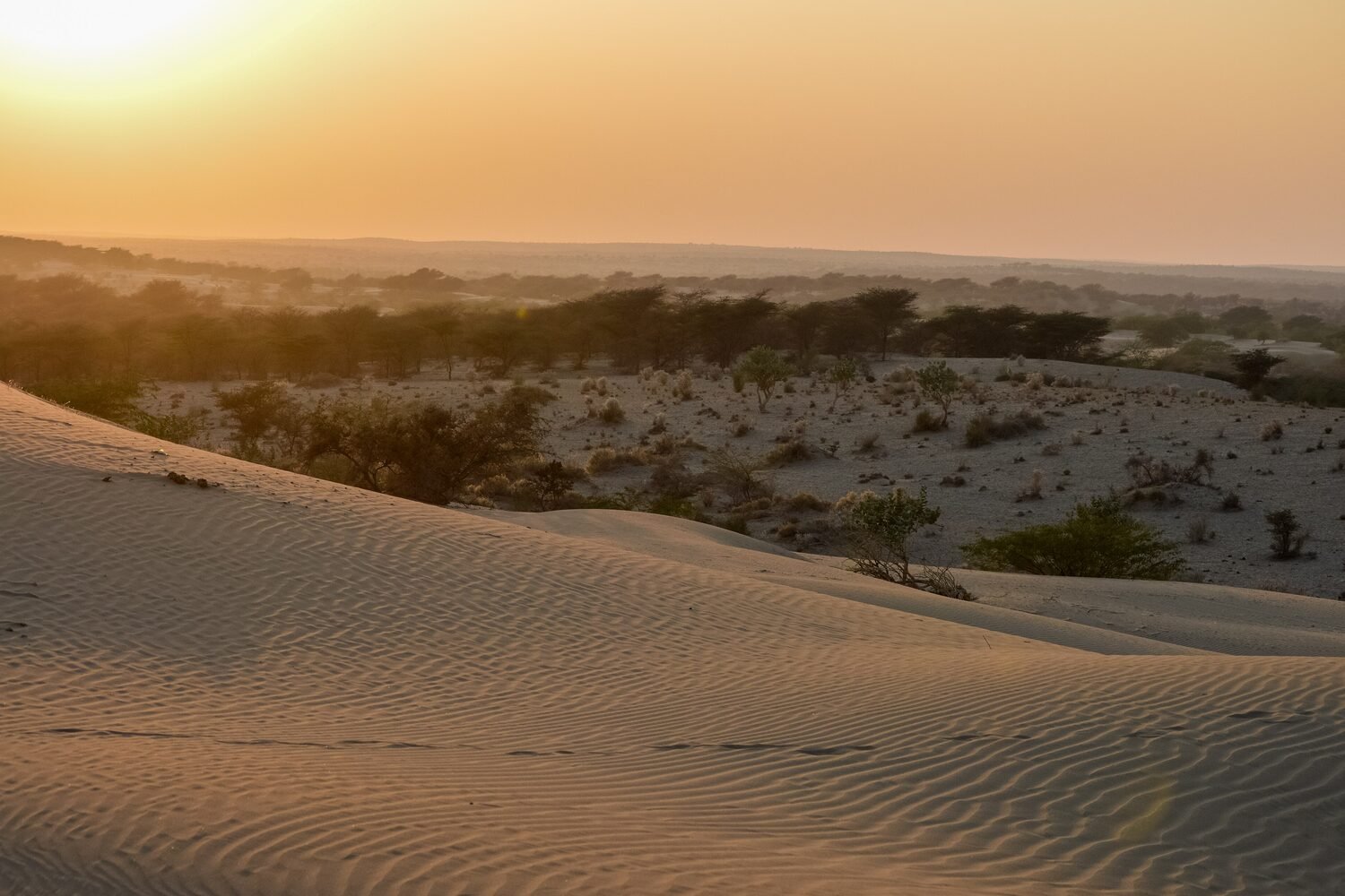 Golden dunes of the Thar Desert at dusk in rural Rajasthan